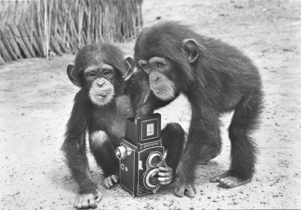 Flexaret simpanzy opice